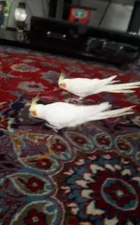 یک جفت عروس هلندی نر وماده