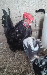 مرغ وخروس گلین