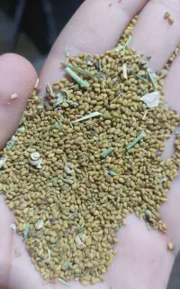 بزر یوجه