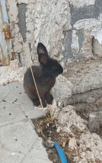بچه خرگوش مشکی پشمالو