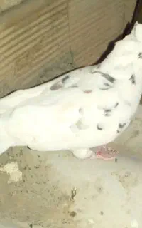 کبوتر گرفته