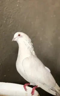 کبوتر
