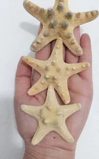 صدف خارجی موجود دارم