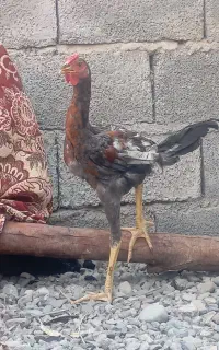 مرغ لاری
