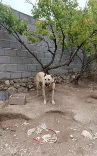 سگ سراب