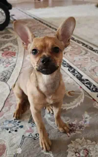 سگ شیواوا نر اصیل رنگ طلایی