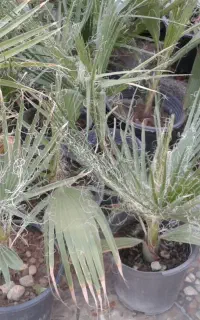 گل وگیاه طبیعی