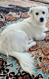 سگ پامر نر