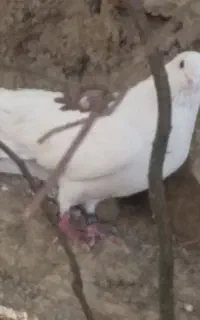 کبوتر