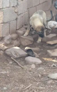 توله ماده سرابی