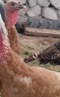 ۲عدد بوقلمون