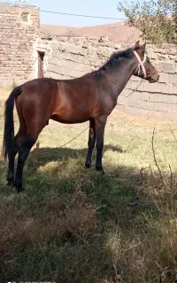 اسب کره یک سال دوما