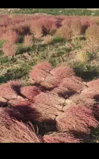 جارو
