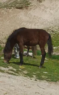 کره اسب