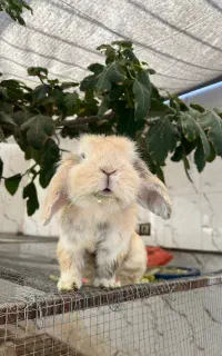 تعدادی خرگوش لوپ اصیل نر و ماده