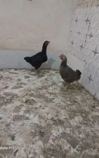 مرع محلی