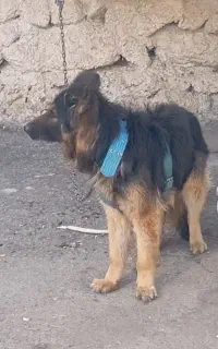 سگ ژرمن شیپر