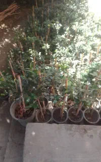 یاس هلندی