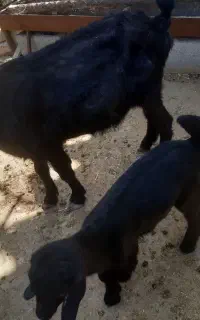 فروش بز و کهره
