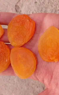 قیصی
