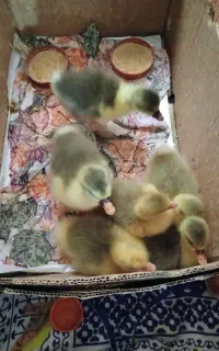 جوجه غاز دو رگه قو غاز اکراینی آفریقایی درجه یک