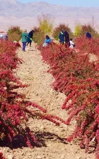 نیرو آقا جهت برزگری ملک