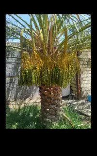 درخت بندی