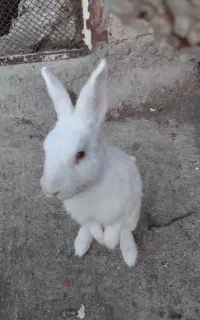 خرگوش خوشگل نر وماده