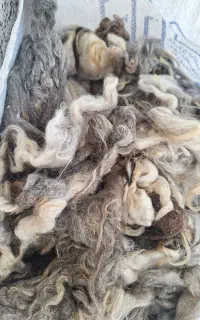 پشم گوسفند