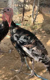 بوغلمون نر