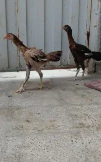 جوجه لاری ۳ ماهه