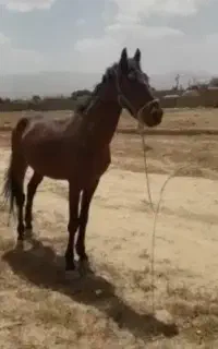 اسب نریون