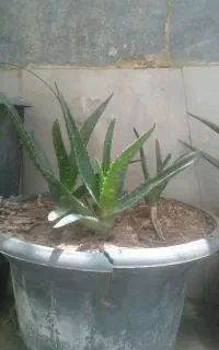 آلوئورا