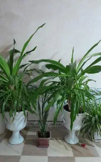 گل ذرتی