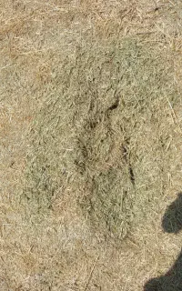 علوفه
