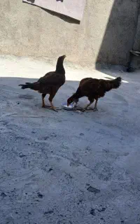 مرغ لاری