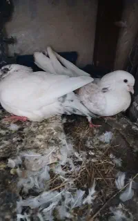 کفتر