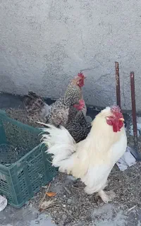 مرغ و خروس