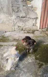 خروس