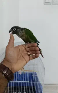 طوطی گرینچیک