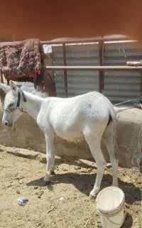کوره خرگوسفندی گله را ول نمیکنه