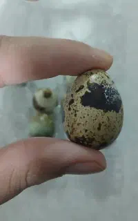 فروش تخم بلدرچین تکی وعمده