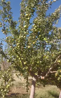 سیب درختی