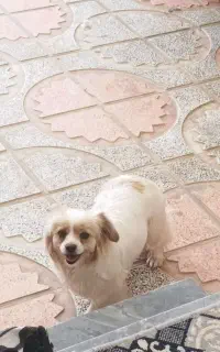 سگ پا کوتاه