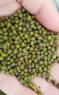 فروش ماش