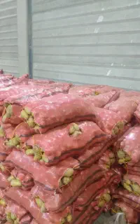 اکیپ قوی بارزن سیب زمینی