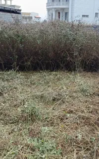 علفتراشی هرس بریدن درخت  وکار های باغبانی