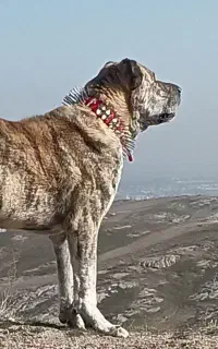 سناتور گله ای
