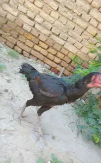مرغ لاری