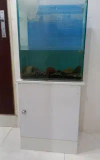 اکواریوم